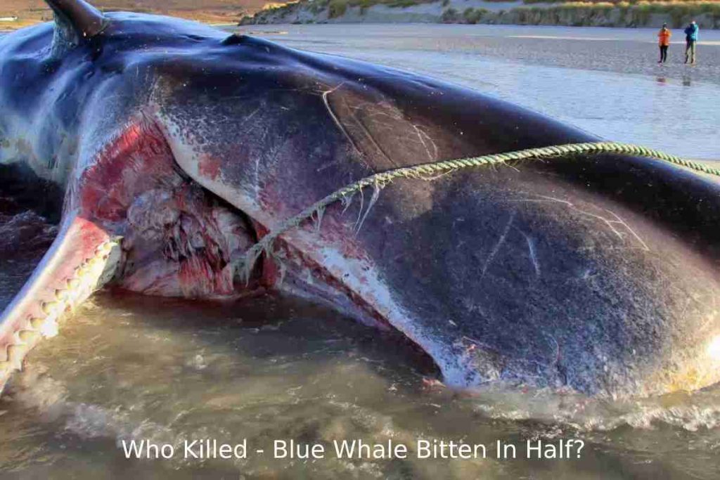Who Killed - Blue Whale Bitten In Half_